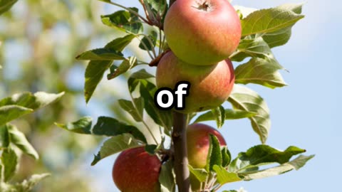 How many apples grow on an apple tree? @dadfunnies.com