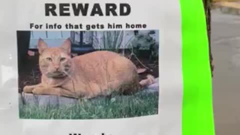 Lost Cat in Kirkland Washington (flyer)