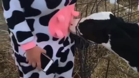 A small cow suckles