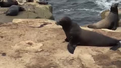 Sea lion chases girl and guy near ocean