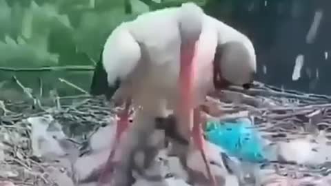 A stork saves his children from the winter