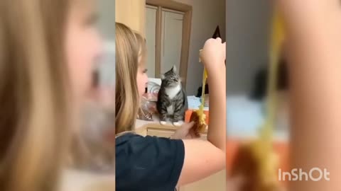 Jealous cat