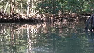 Stand Up Paddle Board