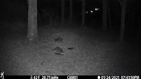 2 Racoons hanging out 1-24-21