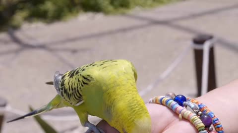 Beautiful Parrots taking food on hand.