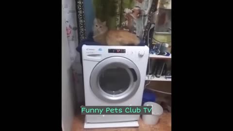 Funny Animal Videos 🤣 Funniest Cats and Dogs Videos 2024 😁