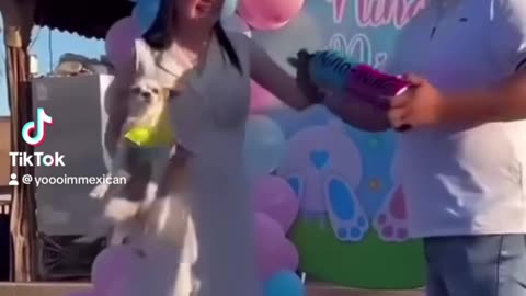 DOG THROWN IN A GENDER REVEAL (FUNNY)