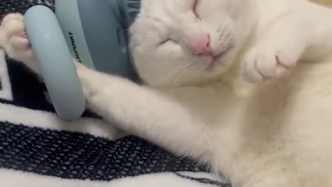 cat massages its head with a massager