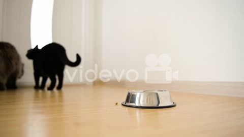 Two Domestic Cats Standing In The Room In Front Of A Closed Door After Eating Food From Metal Bowl