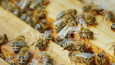 Colony of Bees works in Hive