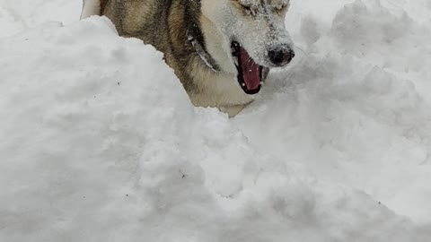 Husky Swimming In Snow