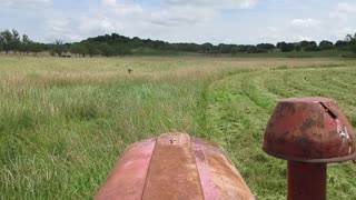 Birds buzzing my tractor as I mowed field