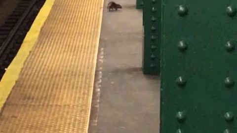 Large rat burned tail on subway platform