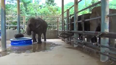 Baby Elephant Bath Time Part2 - ElephantNews