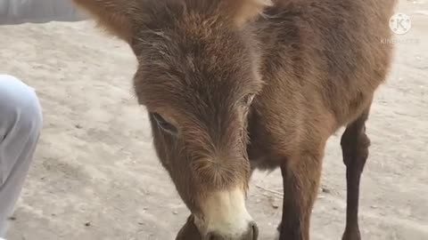 Beauty of Donkey baby