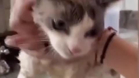 Cat Taking A bath In The sink