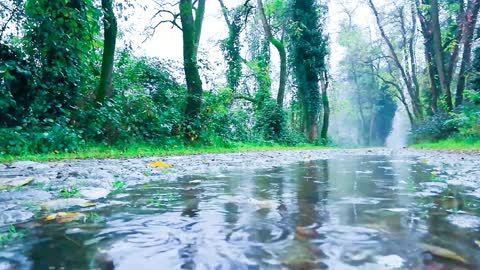 Rain Sounds The Sound of Rain Meditation, Training, Deep Sleep, Relaxing Sounds