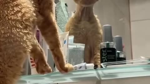 Funny Cat Looking glass