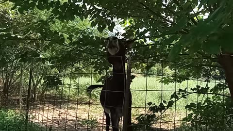 My Happy Neighbor Little Paco is Always Excited to See Me when I'm Out Walking Everyday