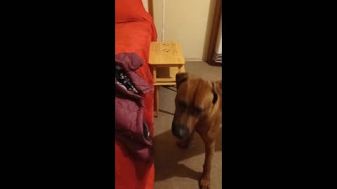 Dog Won't Stop Searching For The Puppy His Person Left Behind