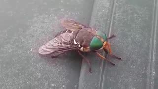 Horsefly