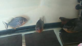 PIRANHA feeding time by PIRANHA FISH AND FRIENDS