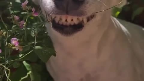 Funny dog video 😂😂😂