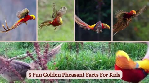 GOLDEN PHEASANT (RAREST BIRD)