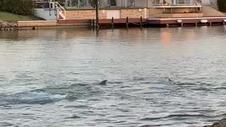 Louis the Doggo Wants to Play with the Pod of Dolphins