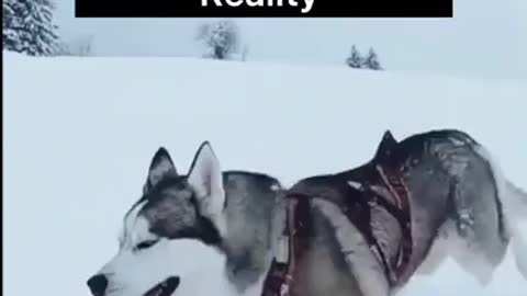 Husky expectations vs reality 🤣🤣🤣🤣🤣😂🤣