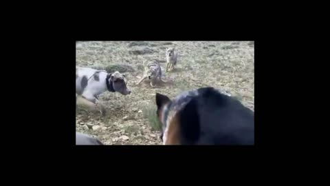 VIEW HUNTING DOG VERSES WILD FOX FIGHTING.