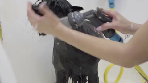 Young professional pet groomer washing black big dog's body with shampoo