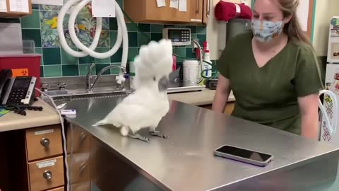 A male umbrella cockatoo socializing with Vet Hospital Staff Dancing