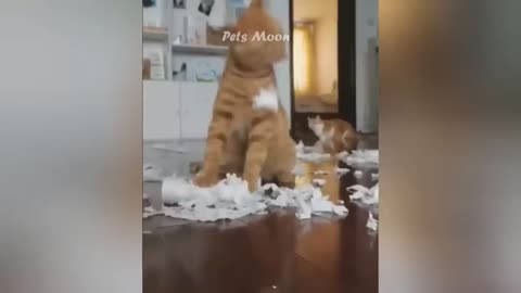 Funny 😂 animal __Dogs _and_cats_video