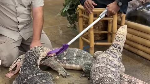 Hanging out feeding the dragons with Zion is a blast with these big Asian water monitors