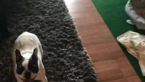 Frenchie Plays Fetch With His Owner