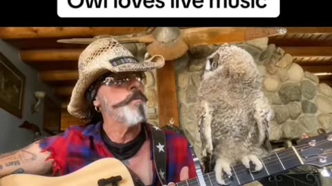 The Owl Loves Live Music