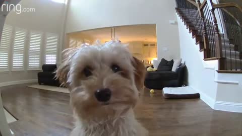 Mini Goldendoodle Puppy Gives Her Pet Dad Kisses on a Ring Cam｜RingTV