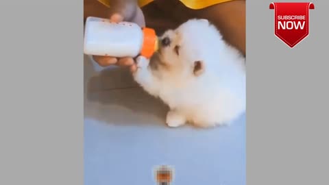 😂Baby dog- ❤️😍 and funny dog videos -the cute,smart,small dog- dyap