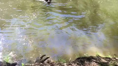 cute dog takes sticks out of the water