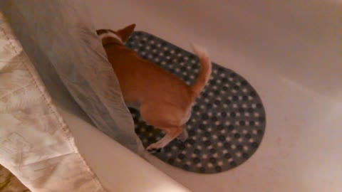 My dog ​​learned to pee in the RIGHT place !!