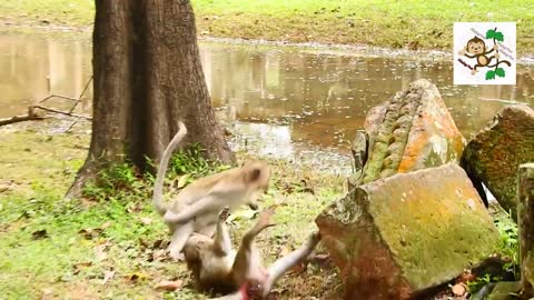 Monkey Mating to kill her wife 18+