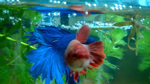 Betta fish Mating