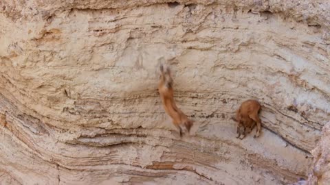 Baby ibex descends mountains to escape a fox - Planet Earth II- Mountains -