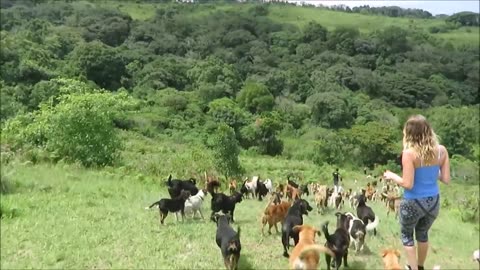 Territorio de Zaguates _Land of The Strays_ Dog Rescue Ranch Sanctuary in Costa Rica