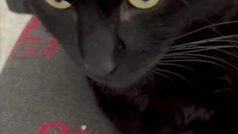 Adopting a Cat from a Shelter Vlog - Cute Precious Piper is a Big Executive #shorts