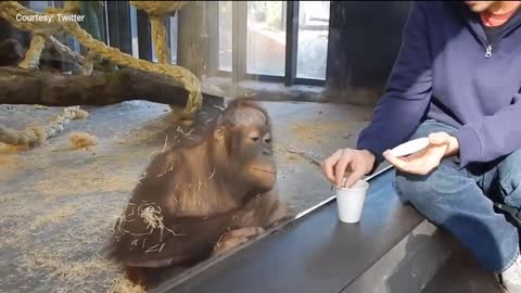 A Magician Entertains an Orangutan, Funny reaction!!!!