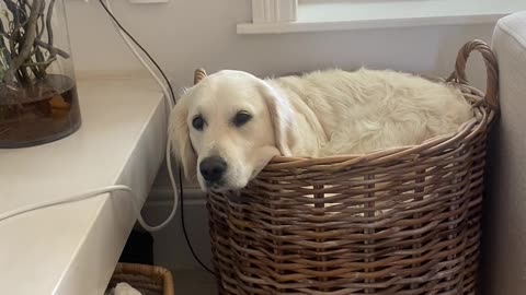 Golden Retriever Says "If I Fits, I Sits"