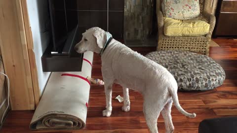 Perro intenta imitar a su chillona gallina de juguete