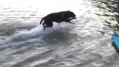 Black dog run jumps in shallow lake water